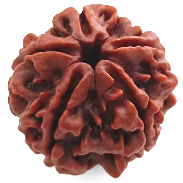 (25.28mm) 5 Mukhi Rudraksha Super Collector Bead | 5 Mukhi Rudraksha Bead | Paanch Mukhi, Five Faced Rudraksha from Nepal | Benefits of 5 Mukhi Rudraksha Super Collector Bead