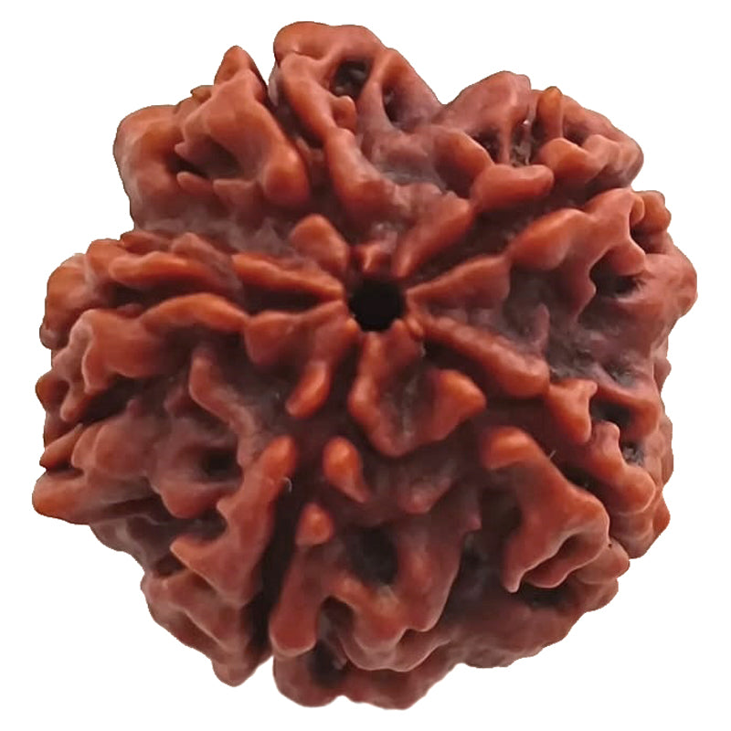(25.28mm) 5 Mukhi Rudraksha Super Collector Bead | 5 Mukhi Rudraksha Bead | Paanch Mukhi, Five Faced Rudraksha from Nepal | Benefits of 5 Mukhi Rudraksha Super Collector Bead