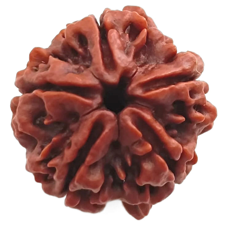 (25.28mm) 5 Mukhi Rudraksha Super Collector Bead | 5 Mukhi Rudraksha Bead | Paanch Mukhi, Five Faced Rudraksha from Nepal | Benefits of 5 Mukhi Rudraksha Super Collector Bead