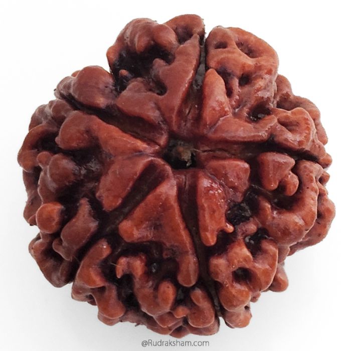 (25.29mm) 5 Mukhi Rudraksha Super Collector Bead | 5 Mukhi Rudraksha Bead | Paanch Mukhi, Five Faced Rudraksha from Nepal Energised & Natural - Super Collector Bead