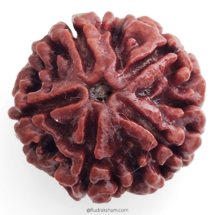 (25.69mm) 5 Mukhi Rudraksha Super Collector Bead | 5 Mukhi Rudraksha Bead | Paanch Mukhi, Five Faced Rudraksha from Nepal | Buy Online Natural Shiva Rudraksha Beads - Super Collector Rudraksha Bead