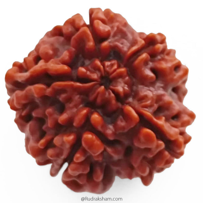 (25.76mm) 5 Mukhi Rudraksha Super Collector Bead | 5 Mukhi Rudraksha Bead | Paanch Mukhi, Five Faced Rudraksha from Nepal | Benefits of 5 Mukhi Rudraksha Super Collector Bead