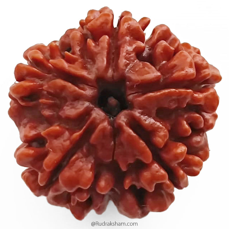 (25.76mm) 5 Mukhi Rudraksha Super Collector Bead | 5 Mukhi Rudraksha Bead | Paanch Mukhi, Five Faced Rudraksha from Nepal | Benefits of 5 Mukhi Rudraksha Super Collector Bead