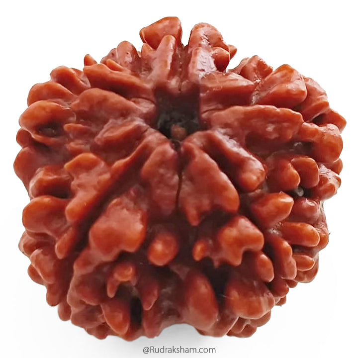 (25.76mm) 5 Mukhi Rudraksha Super Collector Bead | 5 Mukhi Rudraksha Bead | Paanch Mukhi, Five Faced Rudraksha from Nepal | Benefits of 5 Mukhi Rudraksha Super Collector Bead