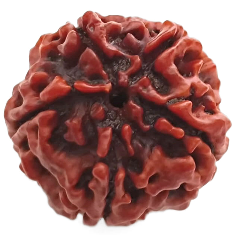 (25.79mm) 5 Mukhi Rudraksha Super Collector Bead | 5 Mukhi Rudraksha Bead | Paanch Mukhi, Five Faced Rudraksha from Nepal | Benefits of 5 Mukhi Rudraksha Super Collector Bead