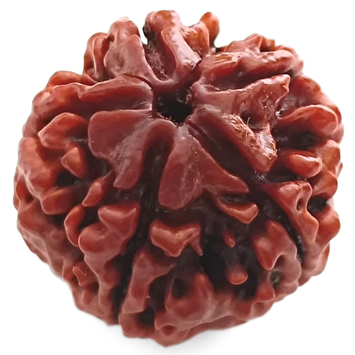 (25.79mm) 5 Mukhi Rudraksha Super Collector Bead | 5 Mukhi Rudraksha Bead | Paanch Mukhi, Five Faced Rudraksha from Nepal | Benefits of 5 Mukhi Rudraksha Super Collector Bead