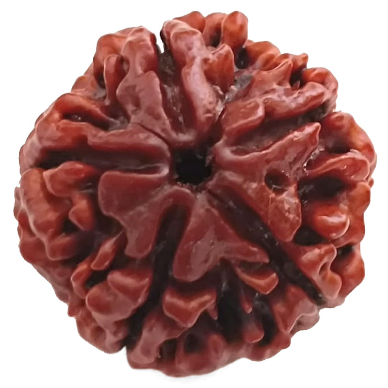 (25.79mm) 5 Mukhi Rudraksha Super Collector Bead | 5 Mukhi Rudraksha Bead | Paanch Mukhi, Five Faced Rudraksha from Nepal | Benefits of 5 Mukhi Rudraksha Super Collector Bead