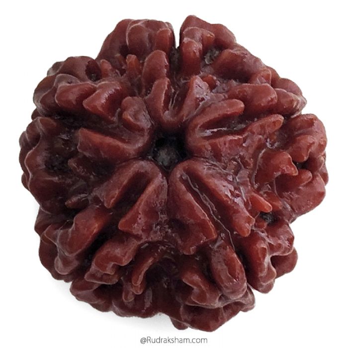 (25.80mm) 5 Mukhi Rudraksha Super Collector Bead | 5 Mukhi Rudraksha Bead | Panch Mukhi, Five Faced Nepal Rudraksha | Wholesale Rudraksha Beads