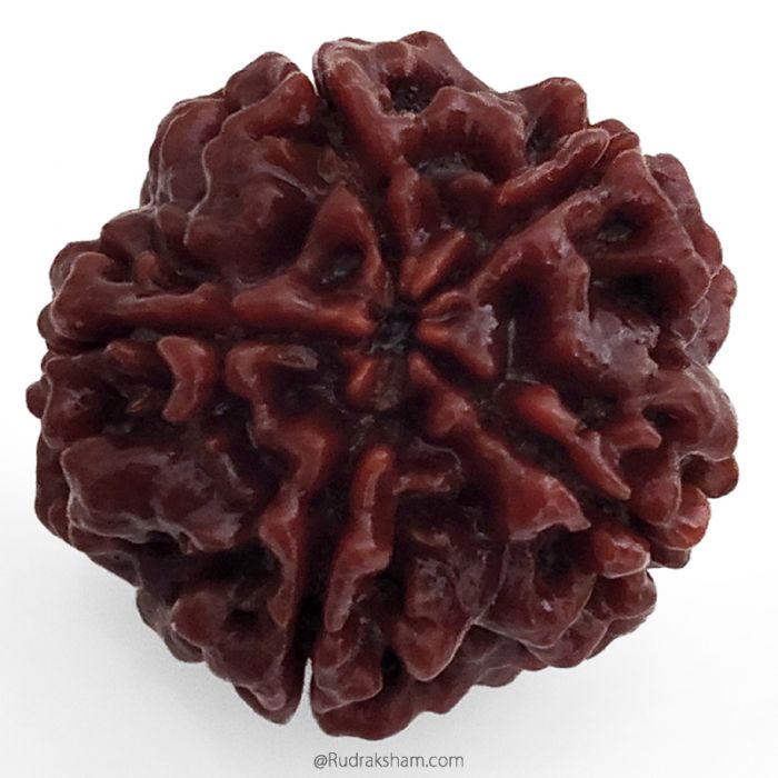 (25.80mm) 5 Mukhi Rudraksha Super Collector Bead | 5 Mukhi Rudraksha Bead | Panch Mukhi, Five Faced Nepal Rudraksha | Wholesale Rudraksha Beads