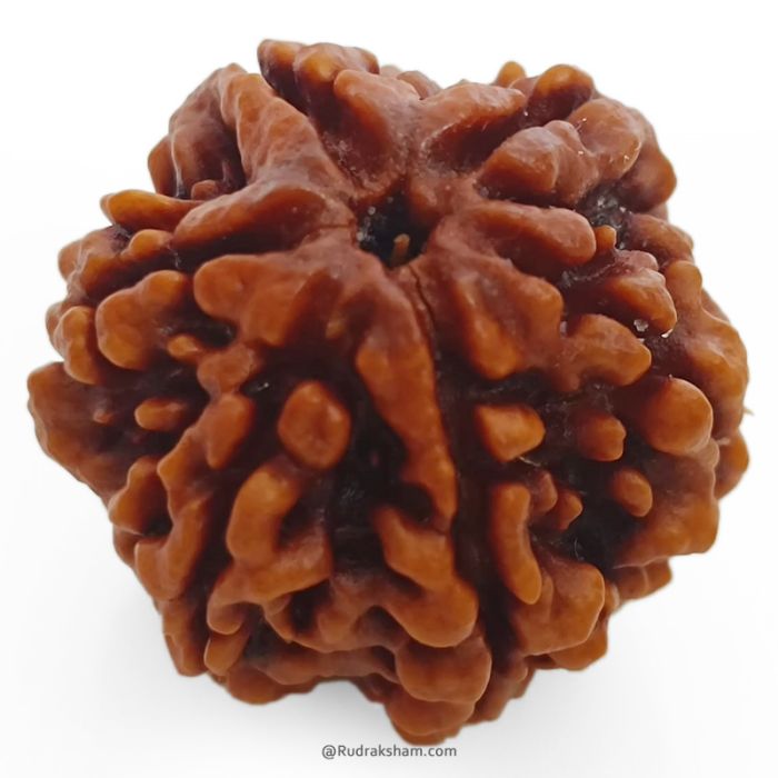 (25.90mm) 6 Mukhi Rudraksha Super Collector Bead |Six Mukhi Rudraksha Bead | Cheh Mukhi, Six Faced - Rudraksha from Nepal | Original and Energised Super Collector 6 Mukhi Rudraksha Bead