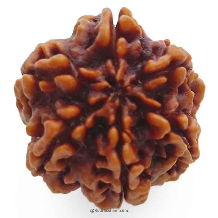 (25.90mm) 6 Mukhi Rudraksha Super Collector Bead |Six Mukhi Rudraksha Bead | Cheh Mukhi, Six Faced - Rudraksha from Nepal | Original and Energised Super Collector 6 Mukhi Rudraksha Bead