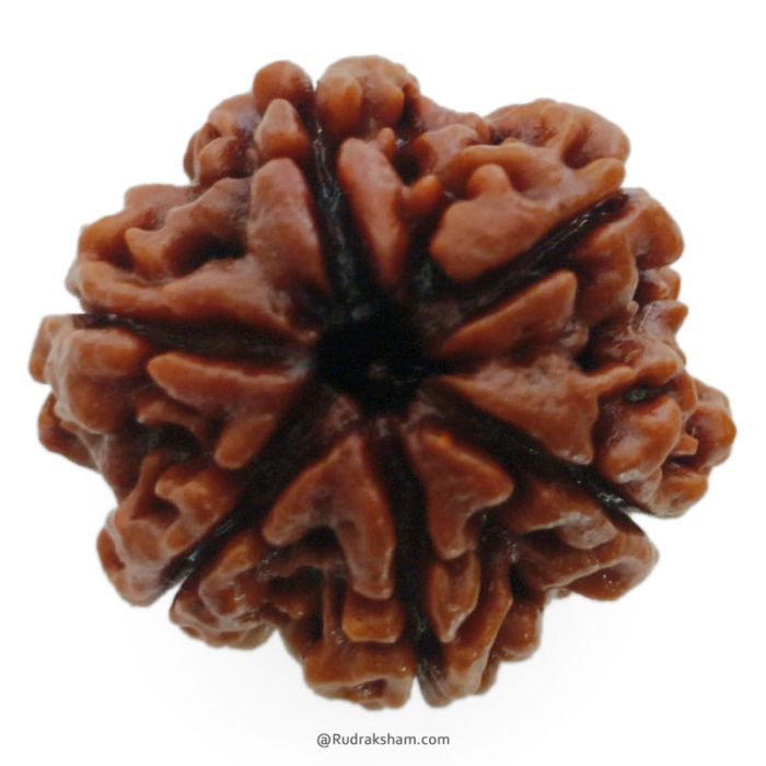 (26.28mm) 6 Mukhi Rudraksha Super Collector Bead | 6 Mukhi Rudraksha Bead | Chah Mukhi, Six Faced Rudraksha from Nepal | High Quality and Superior 6 Mukhi Rudraksha Beads