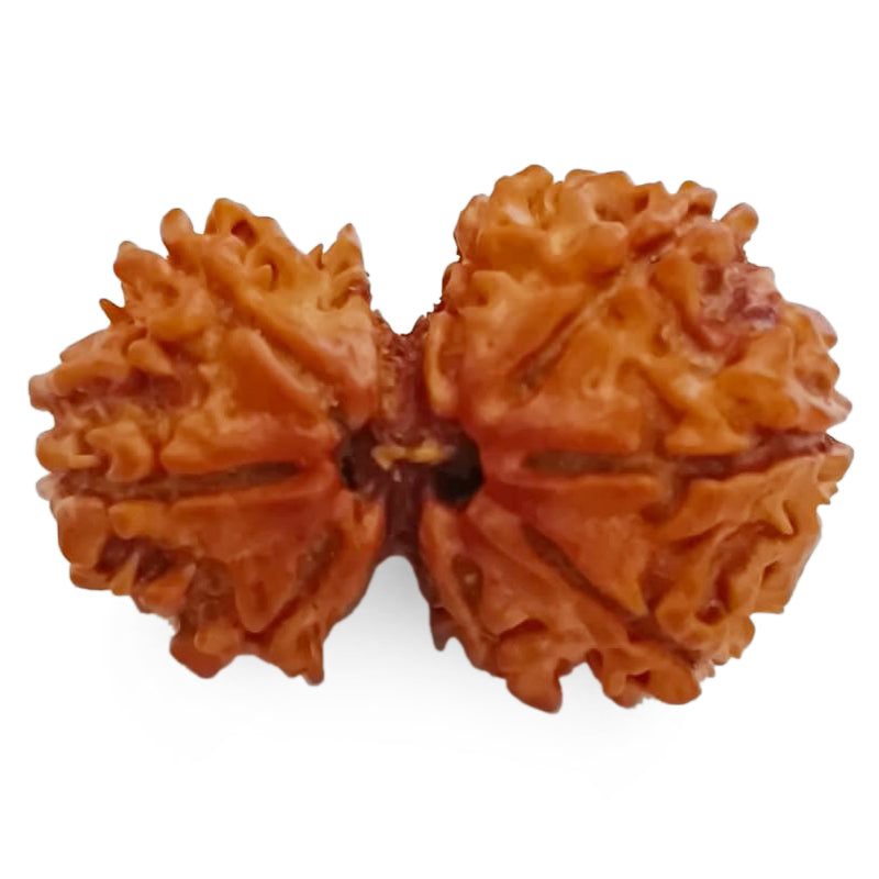 27.10mm 8 Mukhi Gauri Shankar Rudraksha Bead | Gauri Shankar Rudraksha | Gauri Shankar Rudraksha Eight Mukhi | Shiva Parvati Nepal Bead | Original Energised 100% Natural Bead