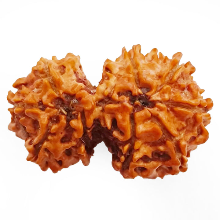 27.10mm 8 Mukhi Gauri Shankar Rudraksha Bead | Gauri Shankar Rudraksha | Gauri Shankar Rudraksha Eight Mukhi | Shiva Parvati Nepal Bead | Original Energised 100% Natural Bead