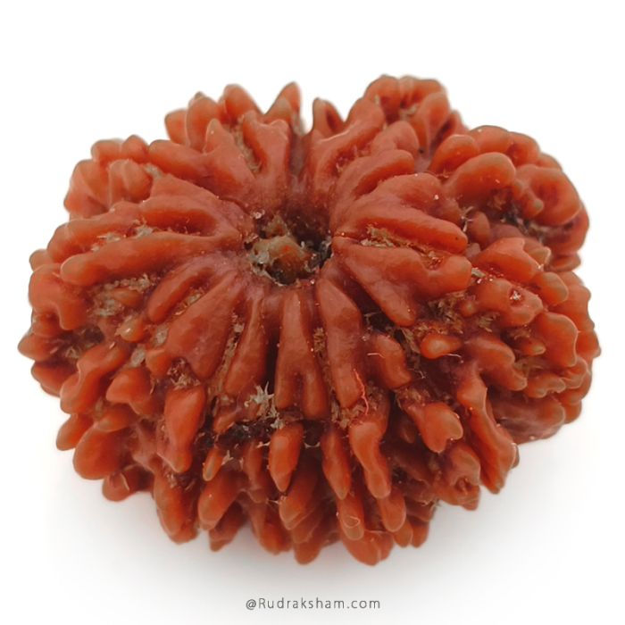 (27.90mm) 12 Mukhi Rudraksha Super Collector Bead | 12 Mukhi Rudraksha Bead | Barah Mukhi, Twelve Faced Rudraksha from Nepal 100% Authentic Pure Natural Shiva Bead- Super Collector Bead