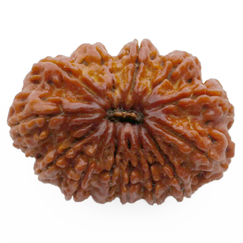 13 Mukhi Rudraksha Bead from Nepal | Buy Original Thirteen Mukhi Rudraksha Spiritual bead For Attraction