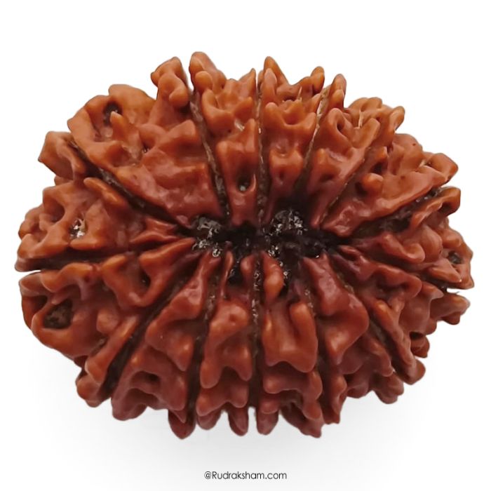 13 Mukhi Rudraksha Super Collector Bead | 13 Mukhi Rudraksha Bead | Terah Mukhi - Thirteen Faced - Rudraksha from Nepal 100% Authentic Pure Natural - Super Collector Bead