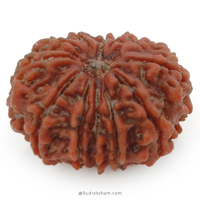 (29.29mm) 12 Mukhi Rudraksha Super Collector Bead | Barah Mukhi Rudraksha Bead, Twelve Faced Energised Nepali Rudraksh | Mantra and Benefits of 12 Face Super Collector Bead