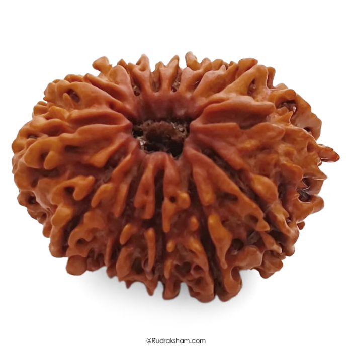 (29.29mm) 13 Mukhi Rudraksha Super Collector Bead | 13 Mukhi Rudraksha Bead | Terah Mukhi - Thirteen Faced - Rudraksha from Nepal 100% Authentic Pure Natural - Super Collector Bead