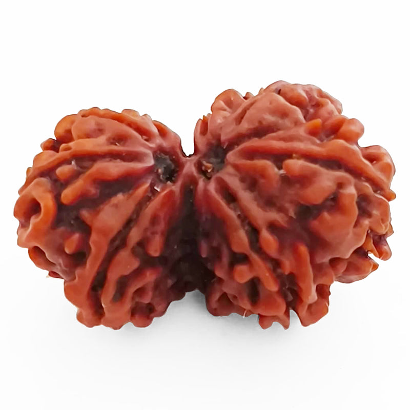 29.40mm 8 Mukhi Gauri Shankar Rudraksha Bead | Gauri Shankar Rudraksha | Gauri Shankar Rudraksha Eight Mukhi | Shiva Parvati Nepal Bead | Original Energised 100% Natural Bead