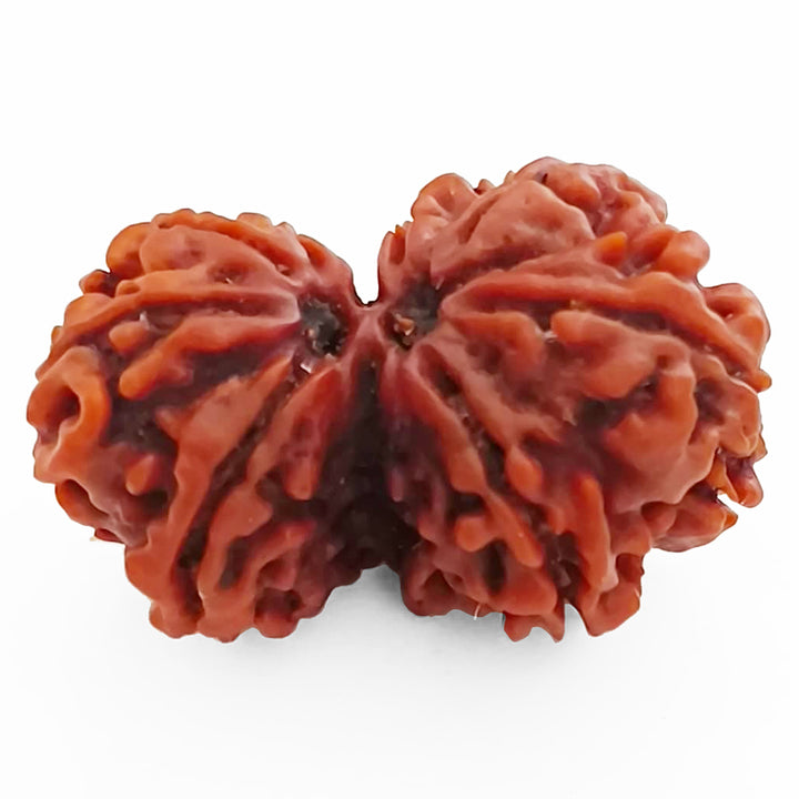 29.40mm 8 Mukhi Gauri Shankar Rudraksha Bead | Gauri Shankar Rudraksha | Gauri Shankar Rudraksha Eight Mukhi | Shiva Parvati Nepal Bead | Original Energised 100% Natural Bead