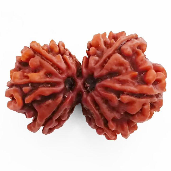 29.40mm 8 Mukhi Gauri Shankar Rudraksha Bead | Gauri Shankar Rudraksha | Gauri Shankar Rudraksha Eight Mukhi | Shiva Parvati Nepal Bead | Original Energised 100% Natural Bead