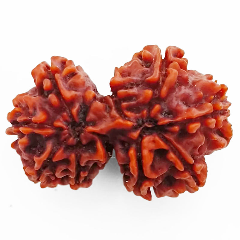 29.40mm 8 Mukhi Gauri Shankar Rudraksha Bead | Gauri Shankar Rudraksha | Gauri Shankar Rudraksha Eight Mukhi | Shiva Parvati Nepal Bead | Original Energised 100% Natural Bead