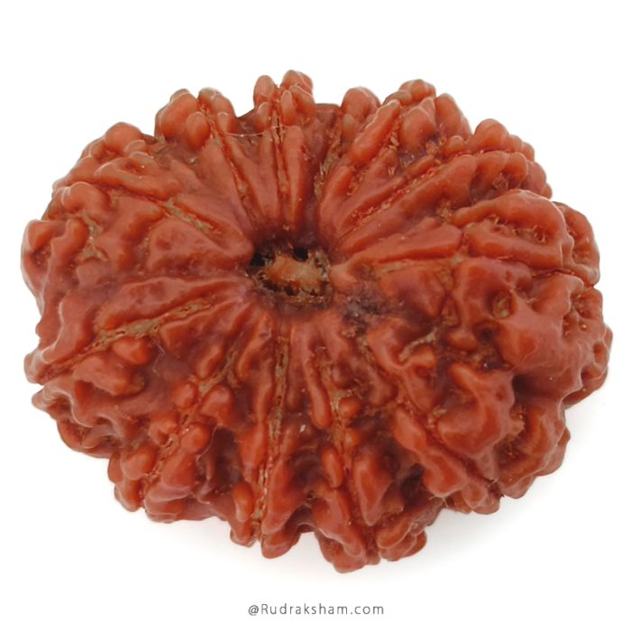 (29.57mm) 12 Mukhi Rudraksha Super Collector Bead | Twelve Mukhi Rudraksha Bead | Barah Mukhi, Twelve Faced Nepalese Rudraksha Shiva Bead | 12 Faced Rudraksha At Best Price