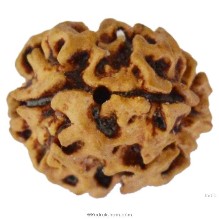 (24.20mm) 2 Mukhi Rudraksha Bead Two Mukhi Rudraksha from Nepal - Super Collector Rudraksha bead