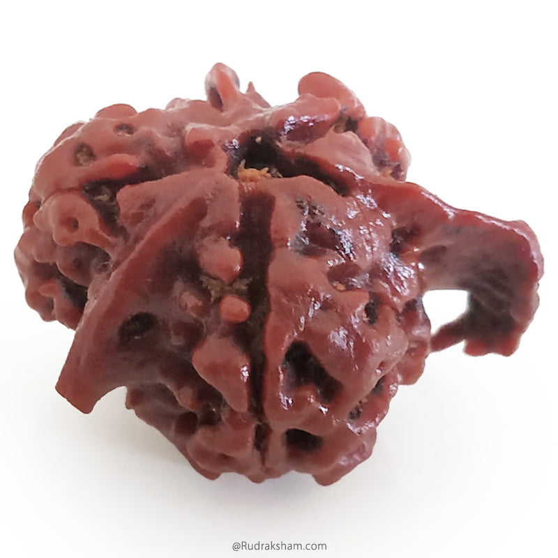 Ganesh Rudraksha Bead With 2 Trunks 100% Original & Spiritual Ganesha Rudraksha Bead From Nepal - 6 | Trunk Rudraksha