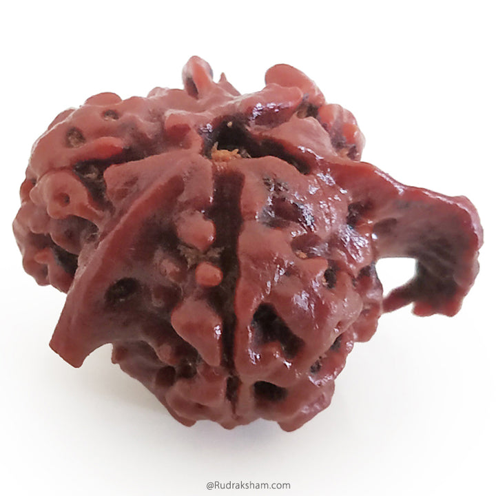 Ganesh Rudraksha Bead With 2 Trunks 100% Original & Spiritual Ganesha Rudraksha Bead From Nepal - 6 | Trunk Rudraksha