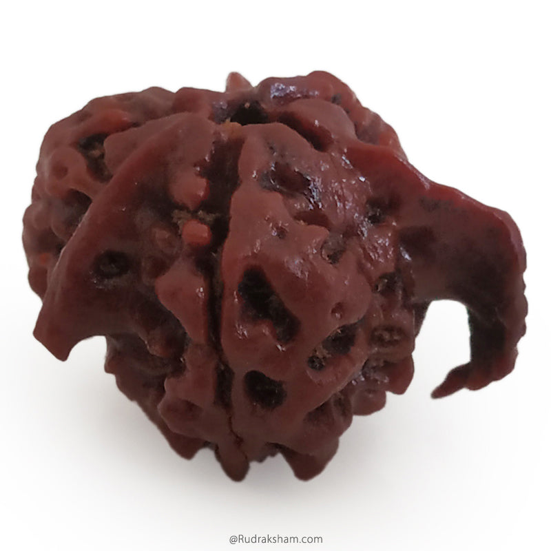 Ganesh Rudraksha Bead With 2 Trunks 100% Original & Spiritual Ganesha Rudraksha Bead From Nepal - 6 | Trunk Rudraksha