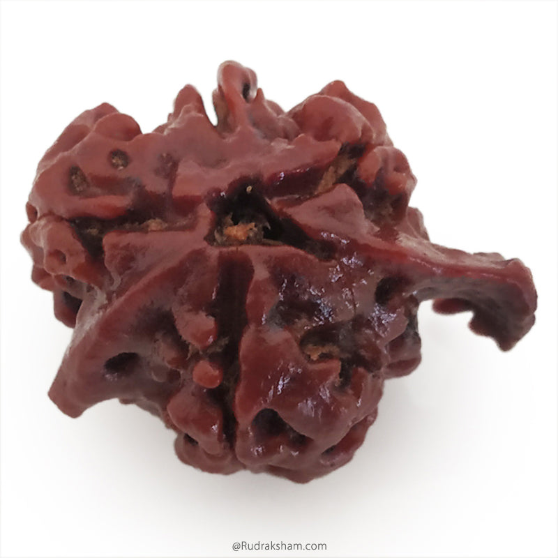 Ganesh Rudraksha Bead With 2 Trunks 100% Original & Spiritual Ganesha Rudraksha Bead From Nepal - 6 | Trunk Rudraksha