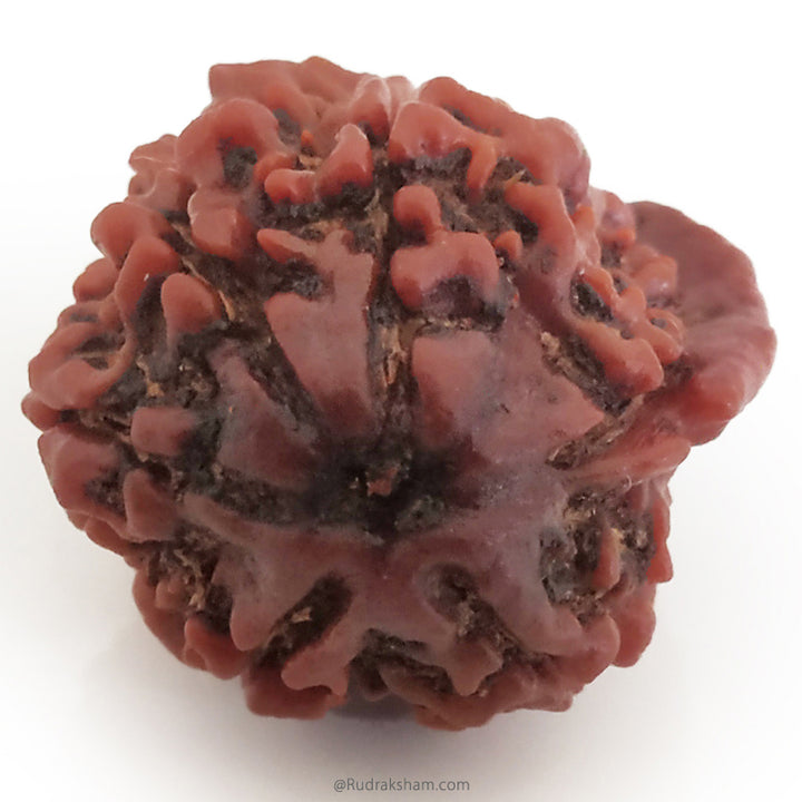 Ganesh Rudraksha Bead With 2 Trunks 100% Original & Spiritual Ganesha Rudraksha Bead From Nepal - 8 | Trunk Rudraksha
