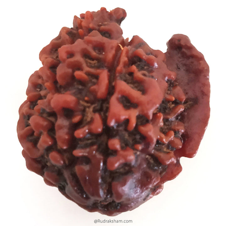 Ganesh Rudraksha Bead With 2 Trunks 100% Original & Spiritual Ganesha Rudraksha Bead From Nepal - 8 | Trunk Rudraksha