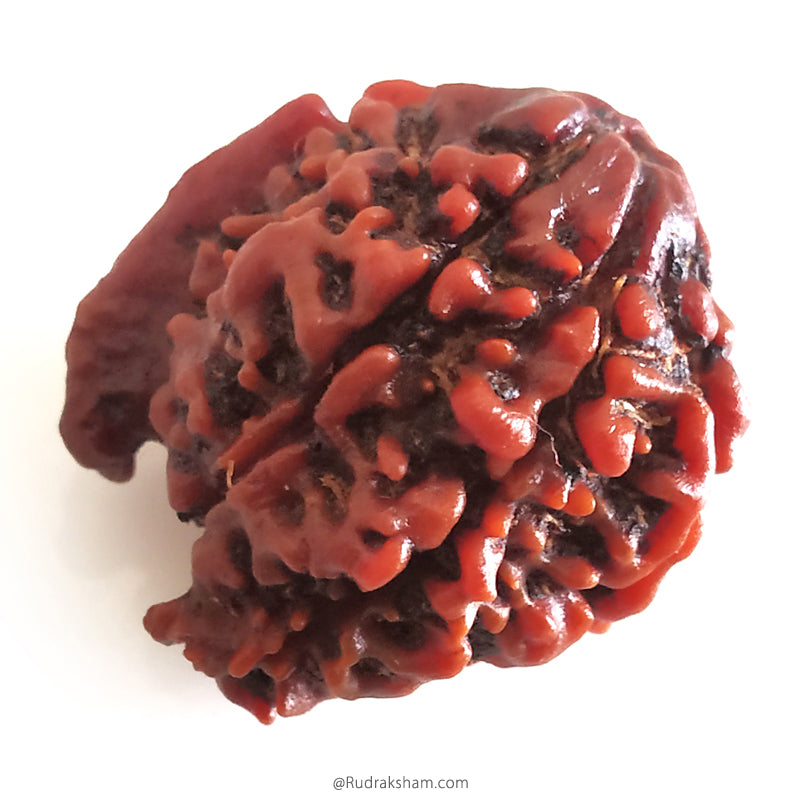 Ganesh Rudraksha Bead With 2 Trunks 100% Original & Spiritual Ganesha Rudraksha Bead From Nepal - 8 | Trunk Rudraksha