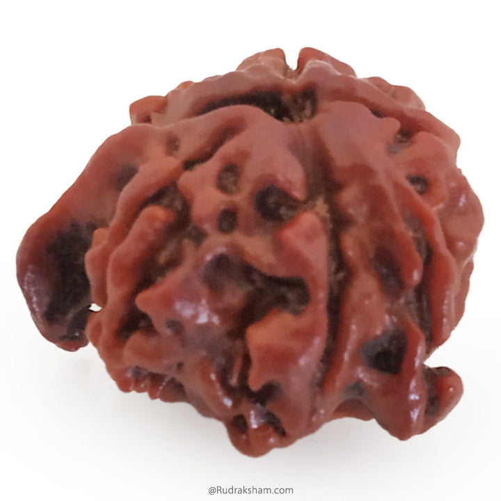 Ganesh Rudraksha Bead With 2 Trunks 100% Original & Spiritual Ganesha Rudraksha Bead From Nepal - 9 | Trunk Rudraksha