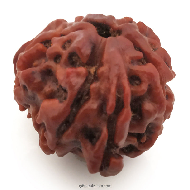 Ganesh Rudraksha Bead With 2 Trunks 100% Original & Spiritual Ganesha Rudraksha Bead From Nepal - 9 | Trunk Rudraksha