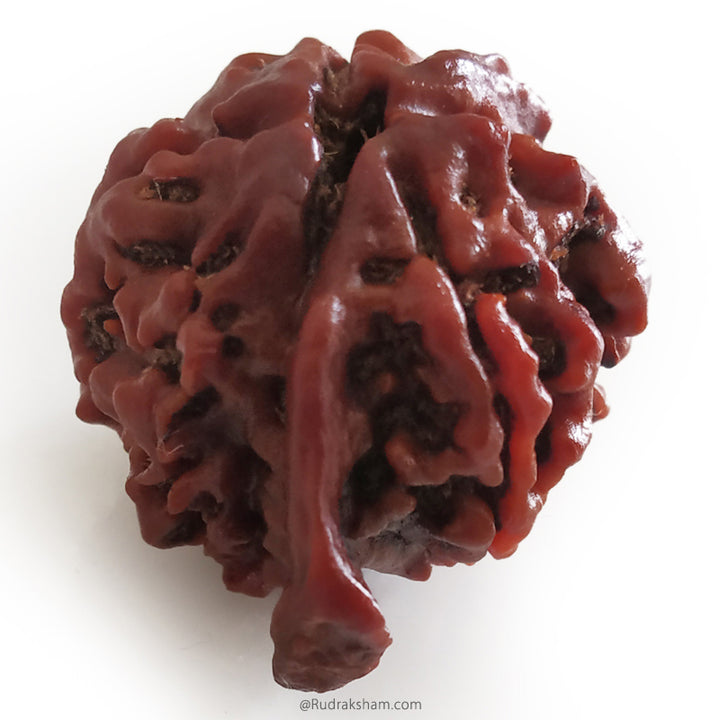 Ganesh Rudraksha Bead With 2 Trunks 100% Original & Spiritual Ganesha Rudraksha Bead From Nepal - 9 | Trunk Rudraksha