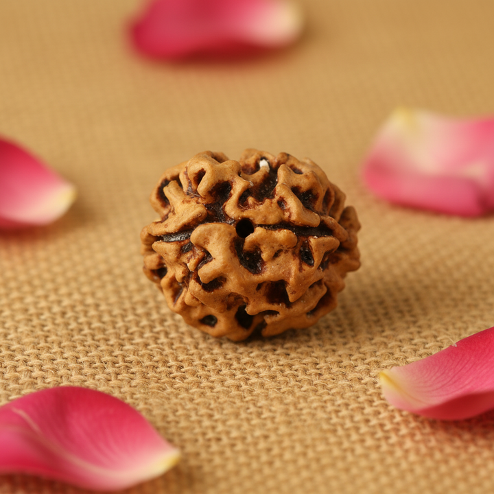 2 Mukhi Rudraksha Bead: Unity & Harmony (Indian / Nepal Origin) Only Bead