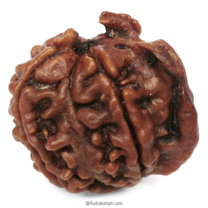 Ganesh Rudraksha Bead With 2 Trunks 100% Original & Spiritual Ganesha Rudraksha Bead From Nepal - 4 | Trunk Rudraksha