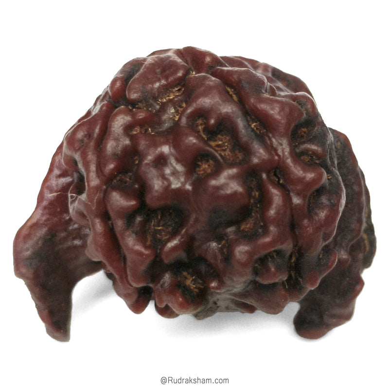 Ganesh Rudraksha Bead With 2 Trunks 100% Original & Spiritual Ganesha Rudraksha Bead From Nepal - 3 | Trunk Rudraksha