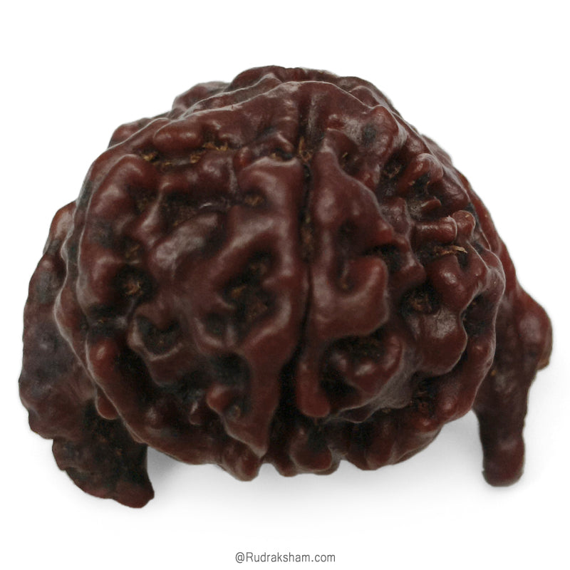Ganesh Rudraksha Bead With 2 Trunks 100% Original & Spiritual Ganesha Rudraksha Bead From Nepal - 3 | Trunk Rudraksha