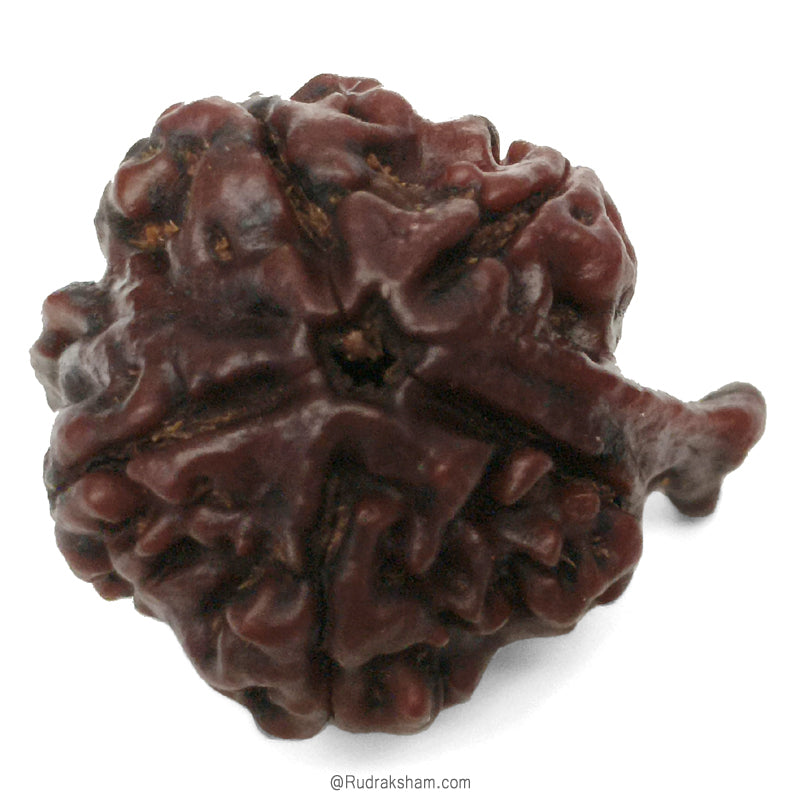 Ganesh Rudraksha Bead With 2 Trunks 100% Original & Spiritual Ganesha Rudraksha Bead From Nepal - 3 | Trunk Rudraksha