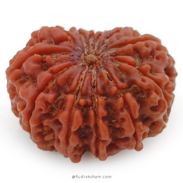 (30.00mm) 12 Mukhi Rudraksha Super Collector Bead | 12 Mukhi Rudraksha Bead | Twelve Faced ( Barah Mukhi ) Energised and Authentic Shiva Rudraksha from Nepal - Super Collector Bead