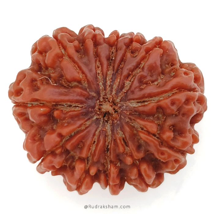 (30.00mm) 12 Mukhi Rudraksha Super Collector Bead | 12 Mukhi Rudraksha Bead | Twelve Faced ( Barah Mukhi ) Energised and Authentic Shiva Rudraksha from Nepal - Super Collector Bead