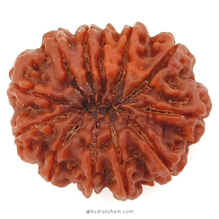 (30.00mm) 12 Mukhi Rudraksha Super Collector Bead | 12 Mukhi Rudraksha Bead | Twelve Faced ( Barah Mukhi ) Energised and Authentic Shiva Rudraksha from Nepal - Super Collector Bead