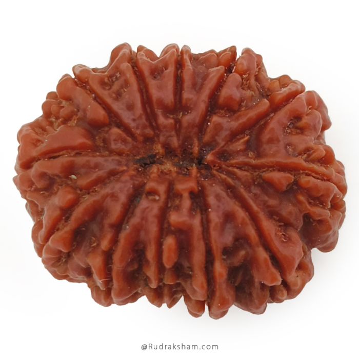 (30.15mm) 12 Mukhi Rudraksha Super Collector Bead | 12 Mukhi Rudraksha Bead | Barah Mukhi, Twelve Faced Nepali Rudraksha in Vedic Astrology , Rudraksha Bead for Palnet Sun - Super Collector Bead