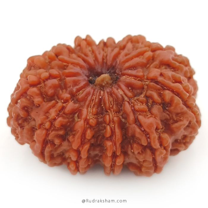 (30.25mm) 12 Mukhi Rudraksha Super Collector Bead | Twelve Mukhi Rudraksha Bead |Barah Mukhi, Twelve Faced Nepal Rudraksha Bead Buy Online Natural Authentic And Energised 12 Mukhi Super Collector Bead