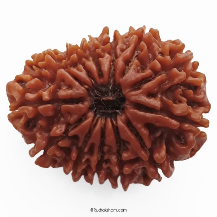 (30.29mm) 13 Mukhi Rudraksha Super Collector Bead | 13 Mukhi Rudraksha Bead | Terah Mukhi - Thirteen Faced - Rudraksha from Nepal 100% Authentic Pure Natural - Super Collector Bead